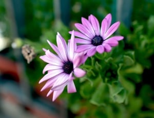 selective focus of 2 white-and-purple clustered petaled flowers thumbnail