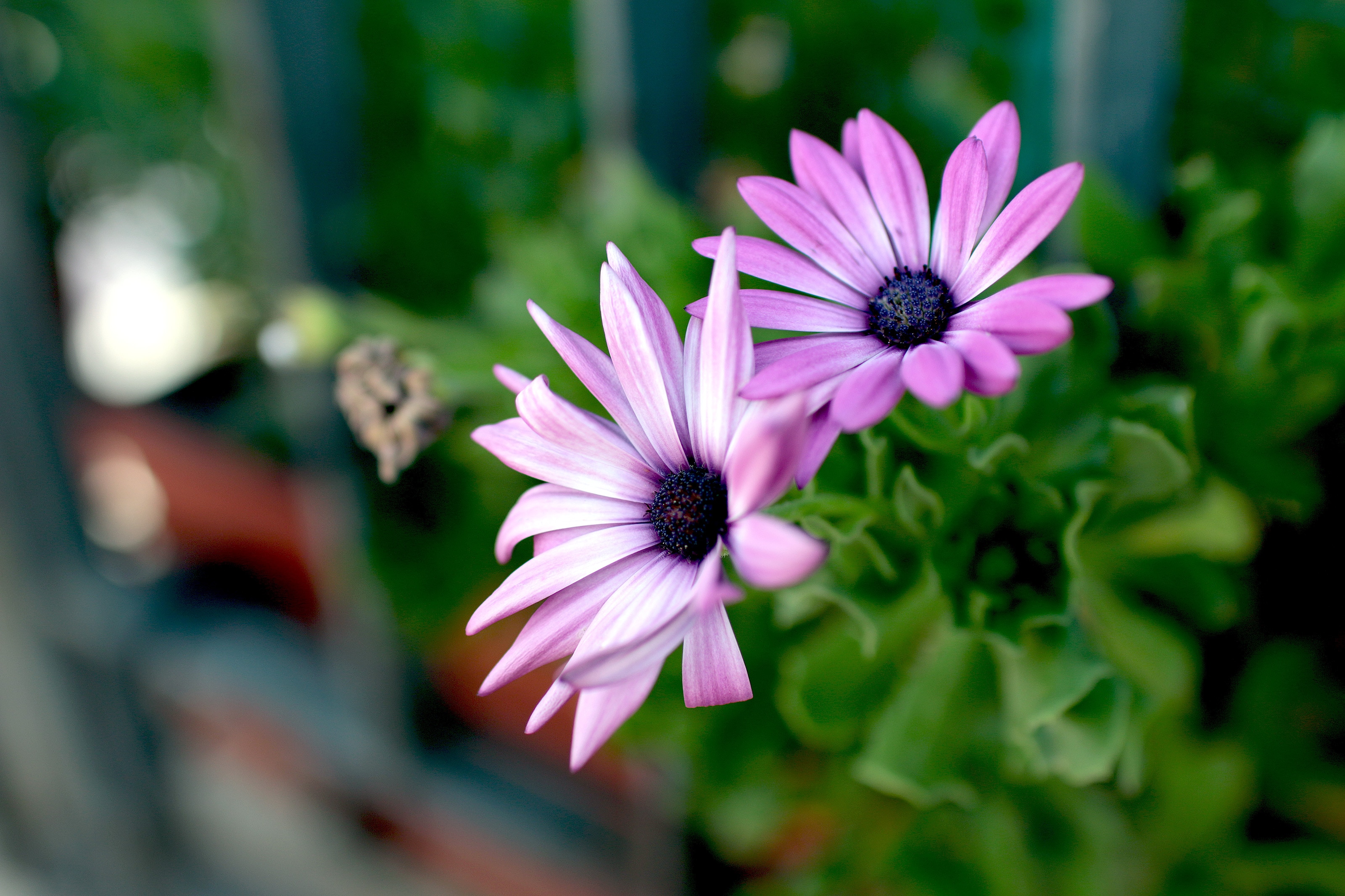 selective focus of 2 white-and-purple clustered petaled flowers