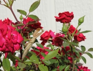 brown flower mantis on rose thumbnail