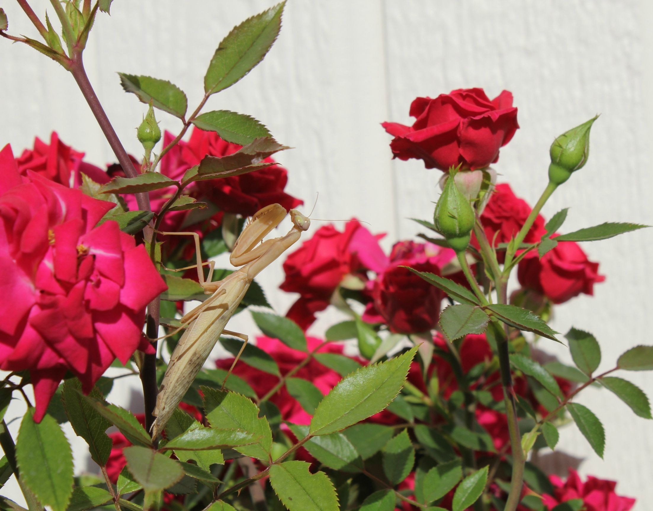 brown flower mantis on rose