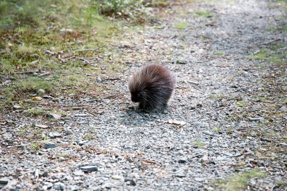 black porcupine near green grass preview