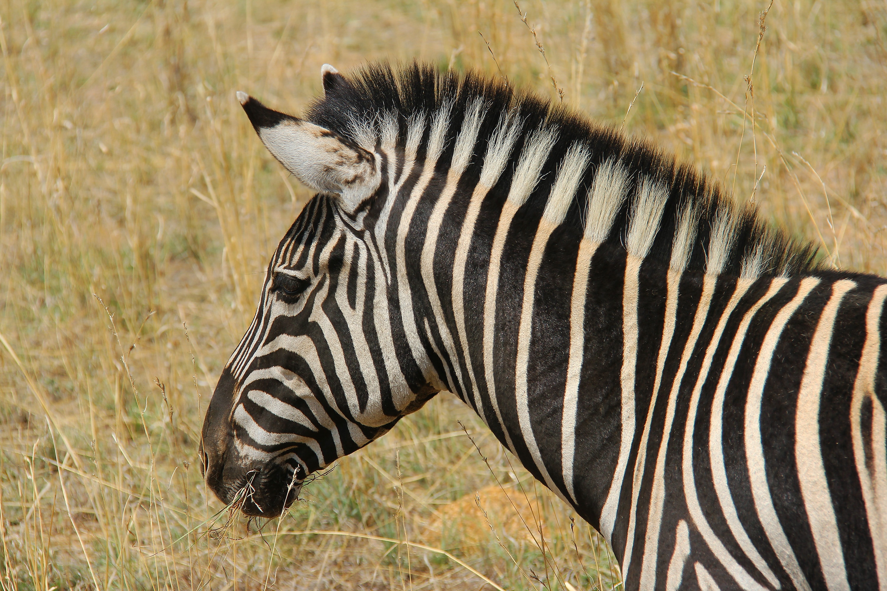 zebra