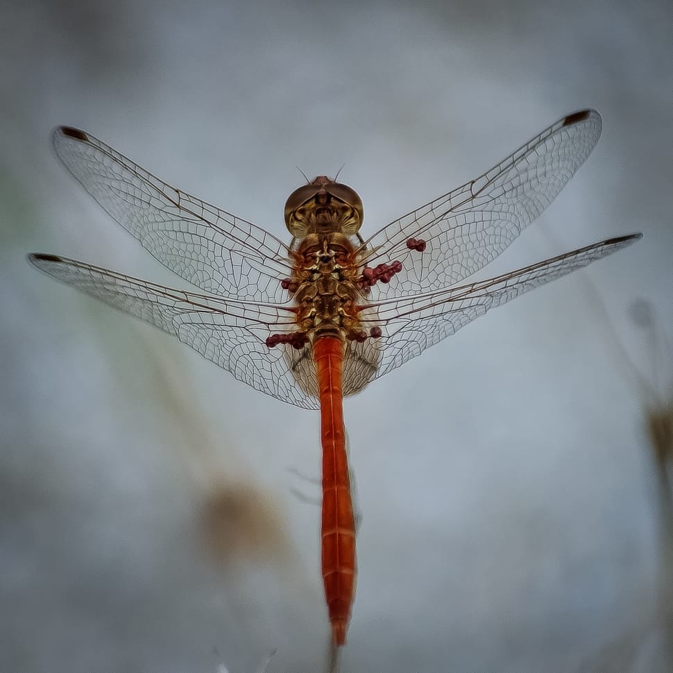 red skimmer preview