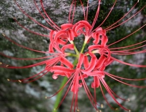 red flower plant thumbnail