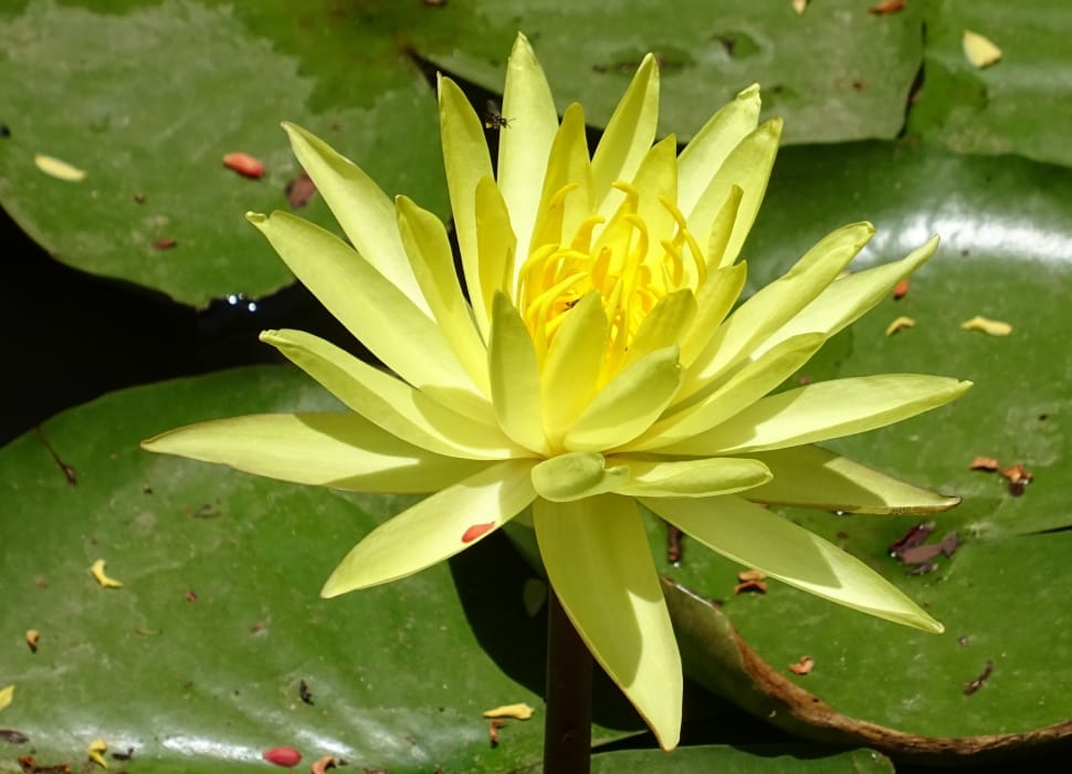 yellow lotus flower preview