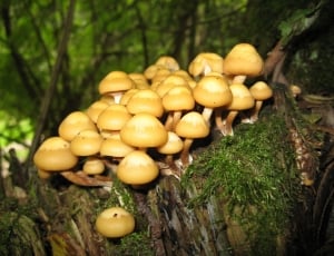 gray mushrooms thumbnail