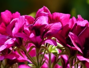 Flowers, Pink, Noble Pelargonium, Red, flower, pink color thumbnail