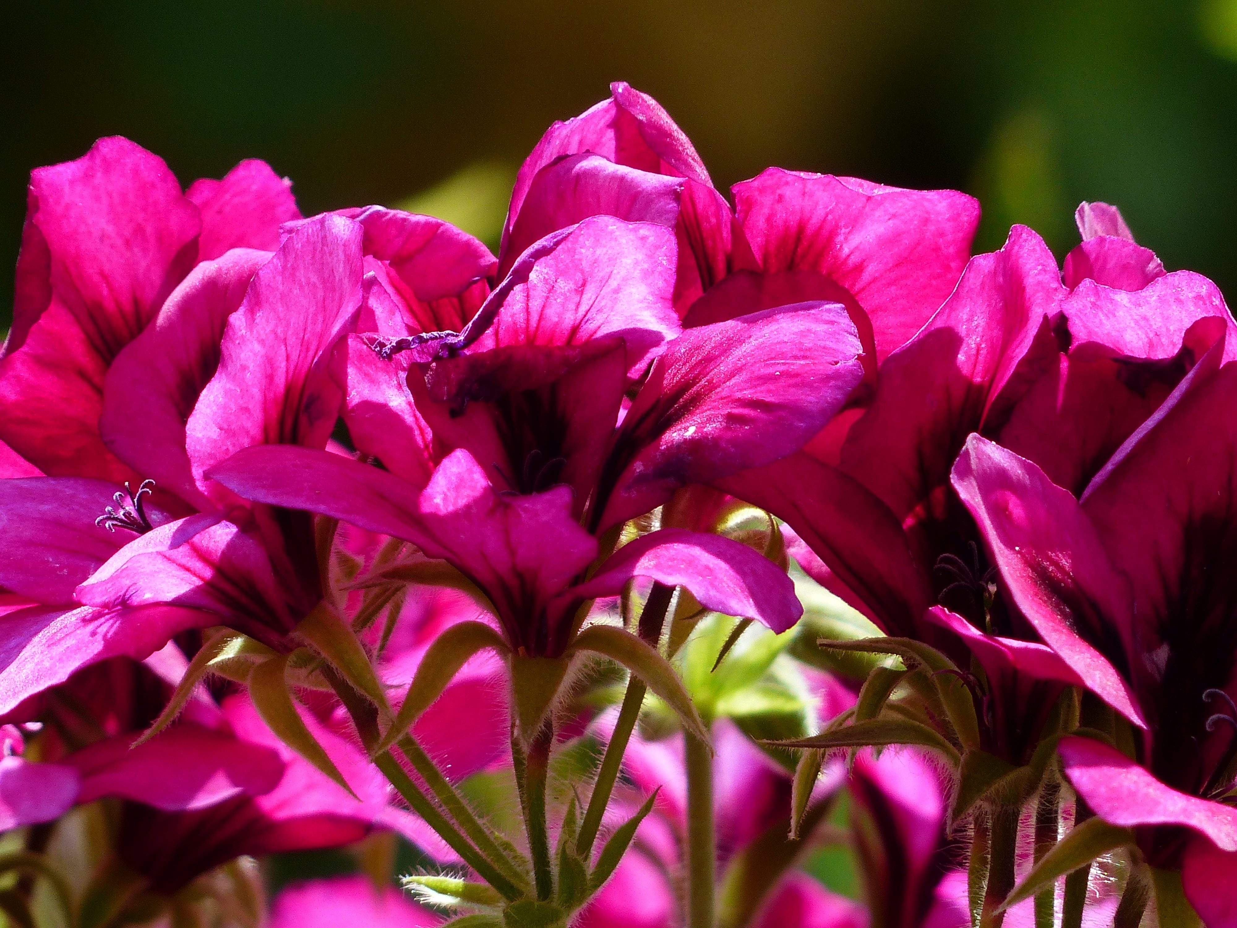 Flowers, Pink, Noble Pelargonium, Red, flower, pink color