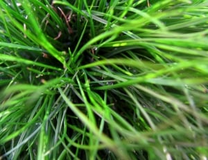 green linear leaf plant thumbnail
