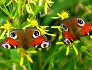 red white and purple butterflies thumbnail
