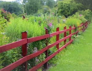 red metal fence besides flowers thumbnail