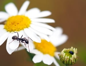 black ant and white petaled flower thumbnail