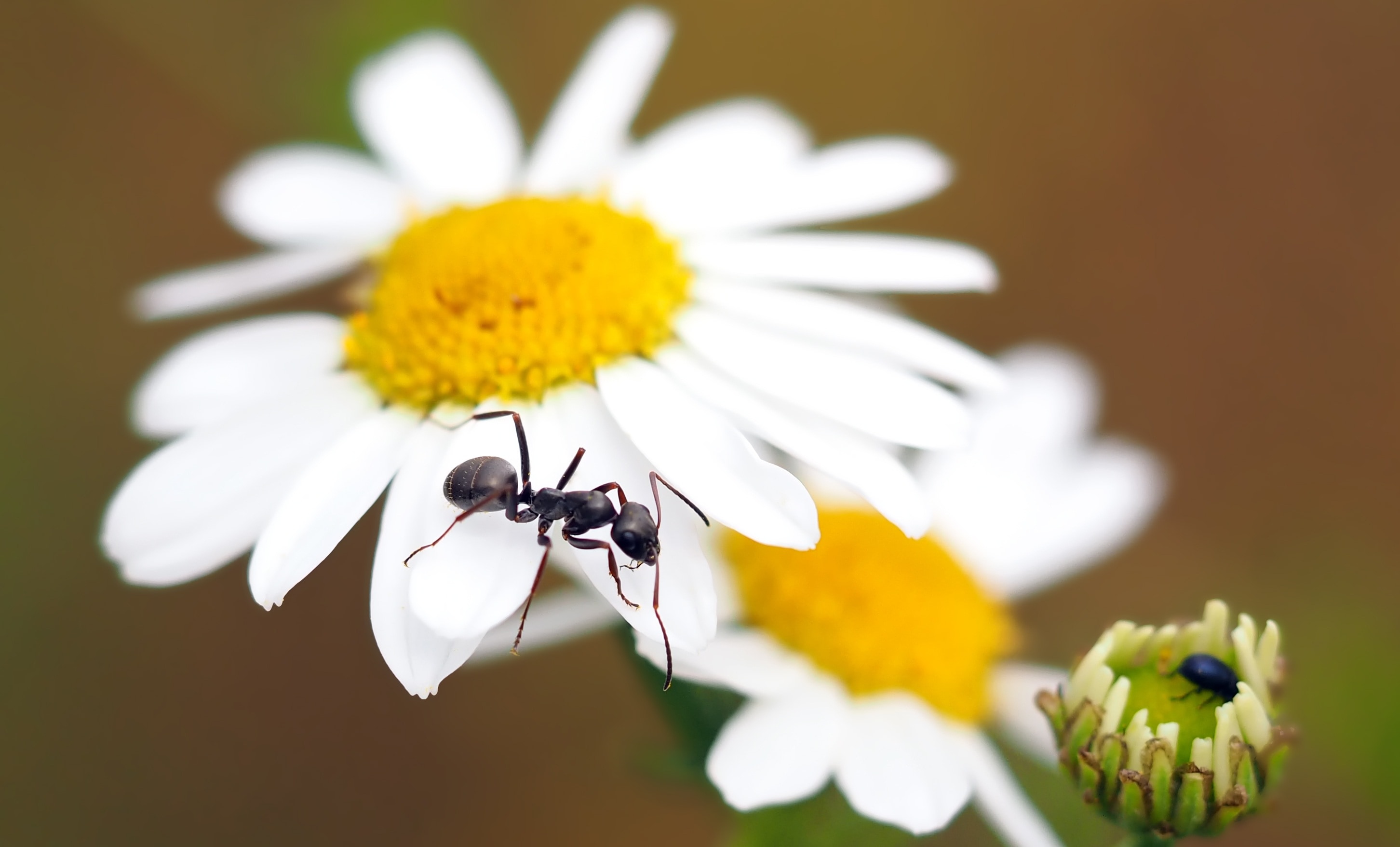 black ant and white petaled flower