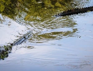 Alligator on swamp thumbnail