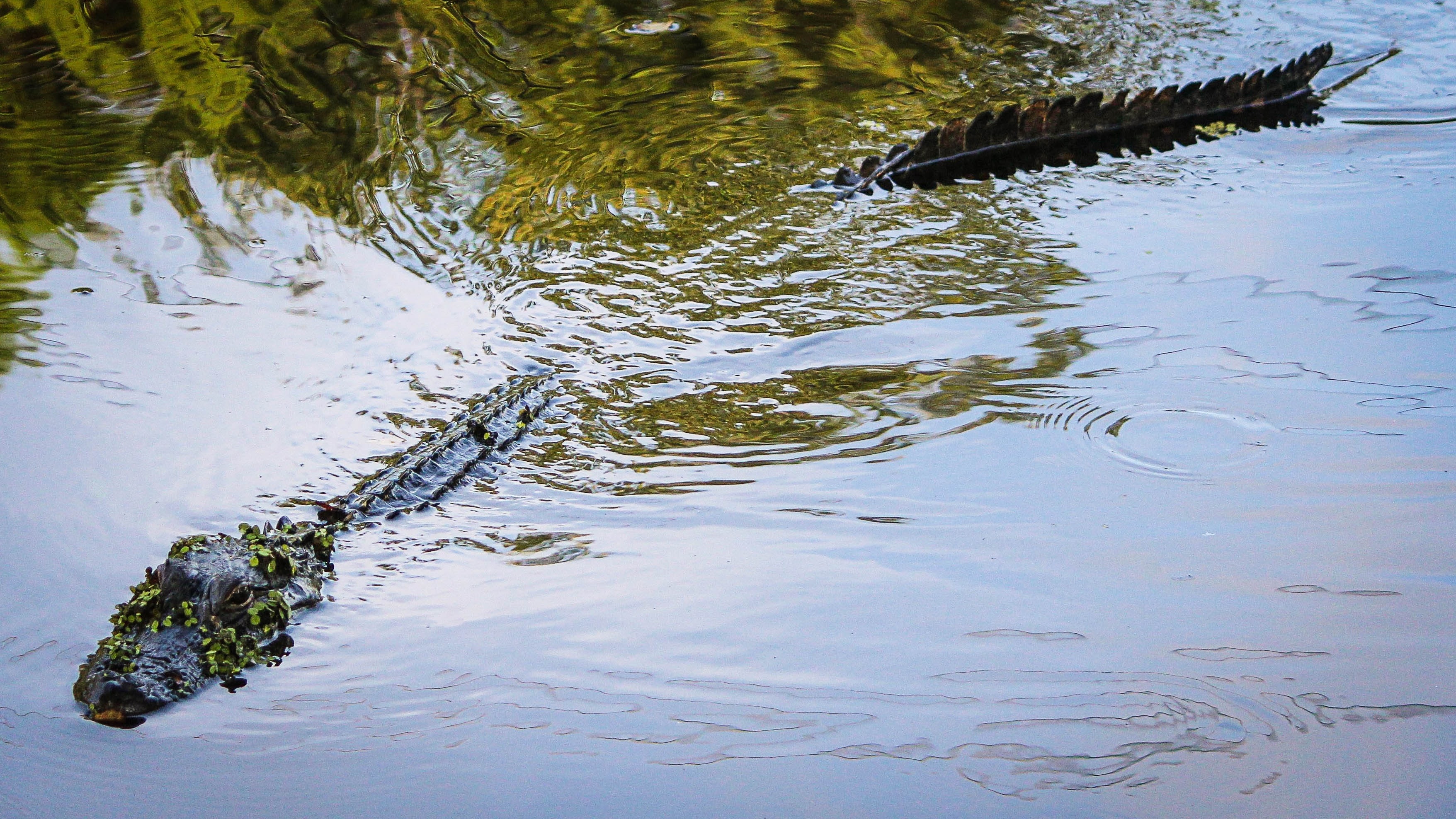 Alligator on swamp