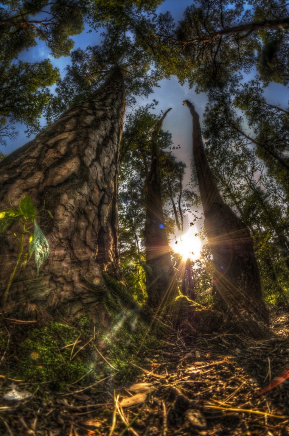 low angle view photography of trees during sunrise preview