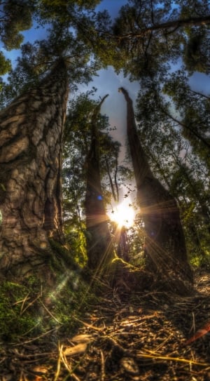 low angle view photography of trees during sunrise thumbnail