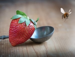 strawberry fruit and honey bee thumbnail