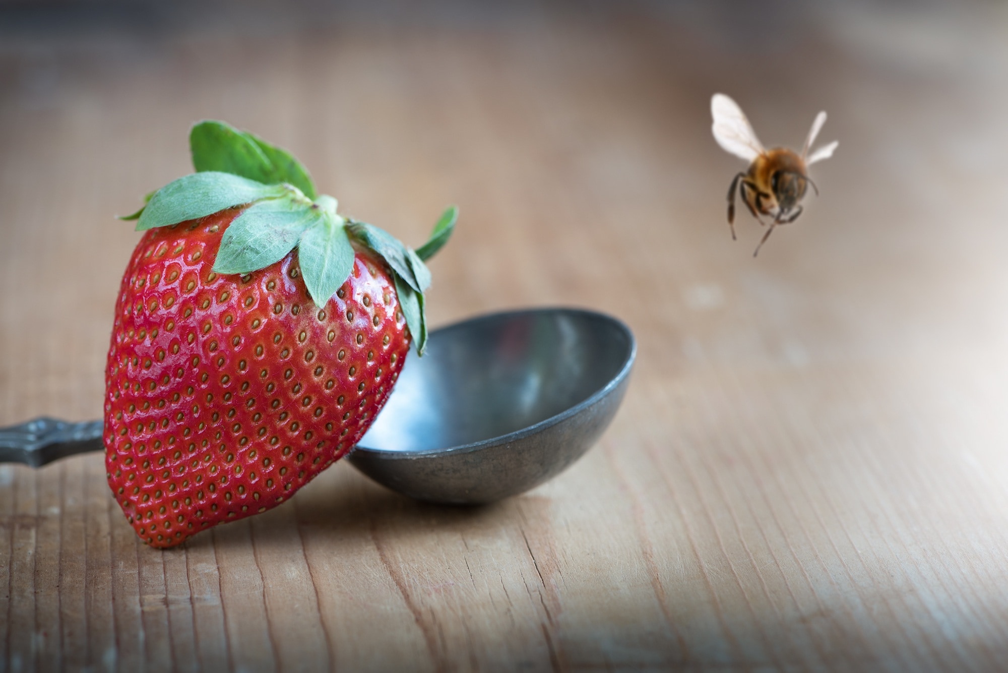 strawberry fruit and honey bee