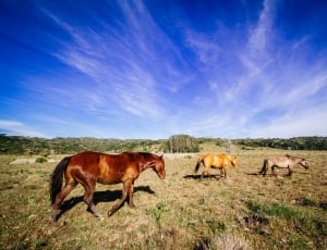 three brown and white horses on green grass during daytime thumbnail