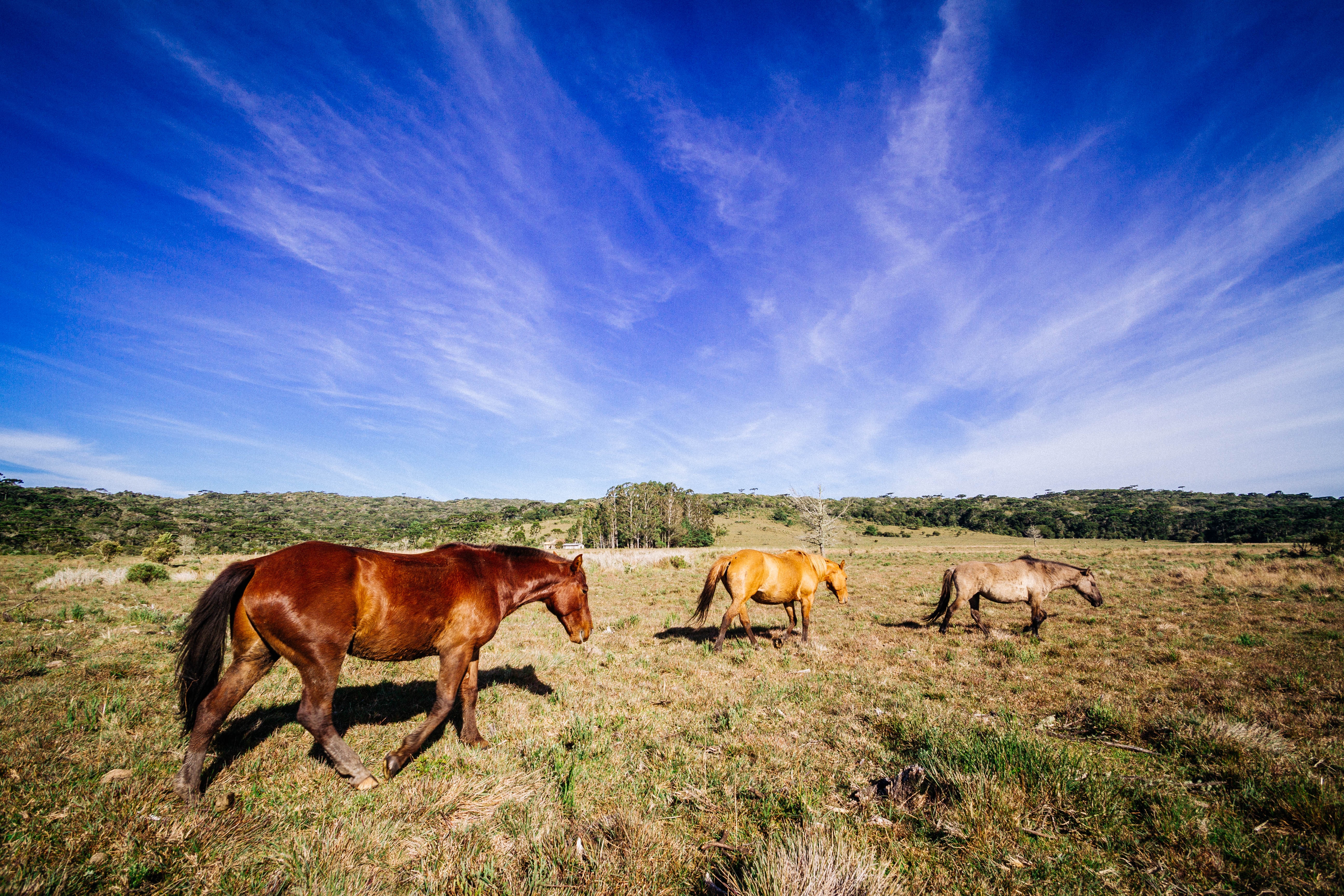 three brown and white horses on green grass during daytime