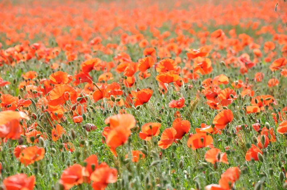 Poppy, Poppies, Field Of Poppies, Field, flower, orange color preview