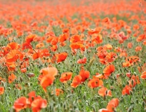 Poppy, Poppies, Field Of Poppies, Field, flower, orange color thumbnail