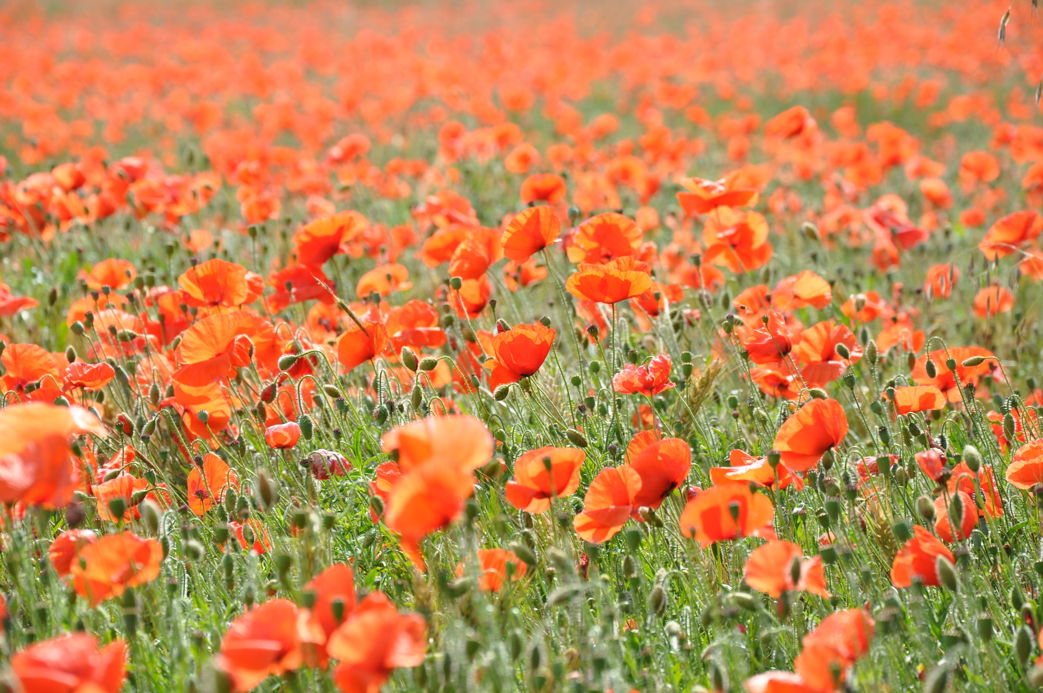 Poppy, Poppies, Field Of Poppies, Field, flower, orange color