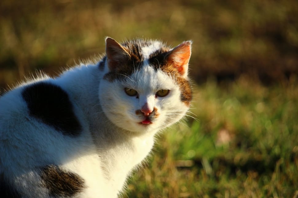 white black and orange fur cat preview