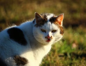white black and orange fur cat thumbnail