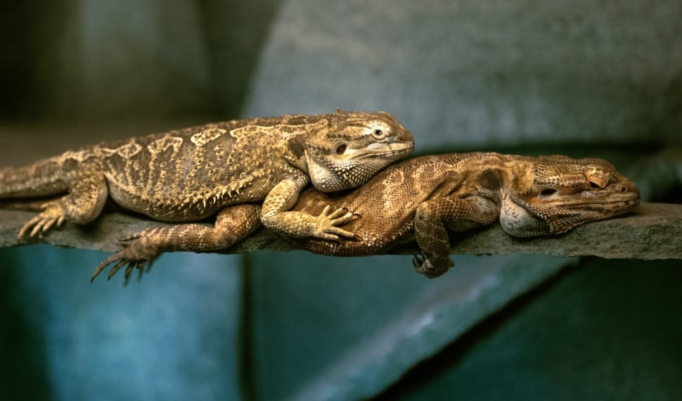 two bearded dragon lying on a stick preview