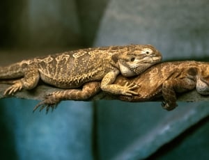 two bearded dragon lying on a stick thumbnail