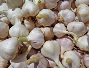 garlic bulb lot thumbnail