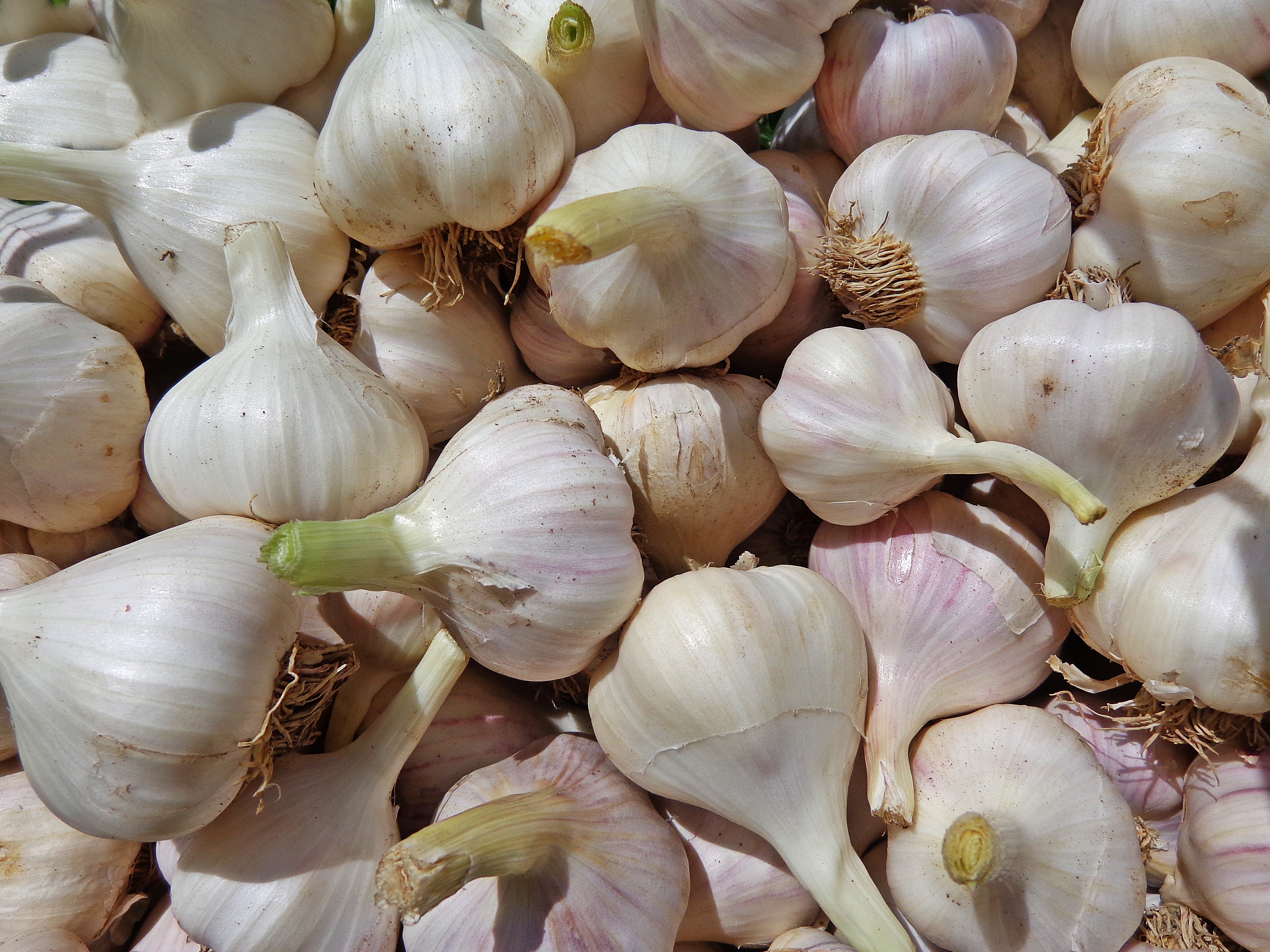 garlic bulb lot