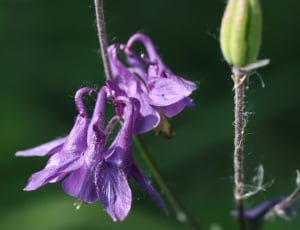 tilt shift lens photography of purple flower thumbnail