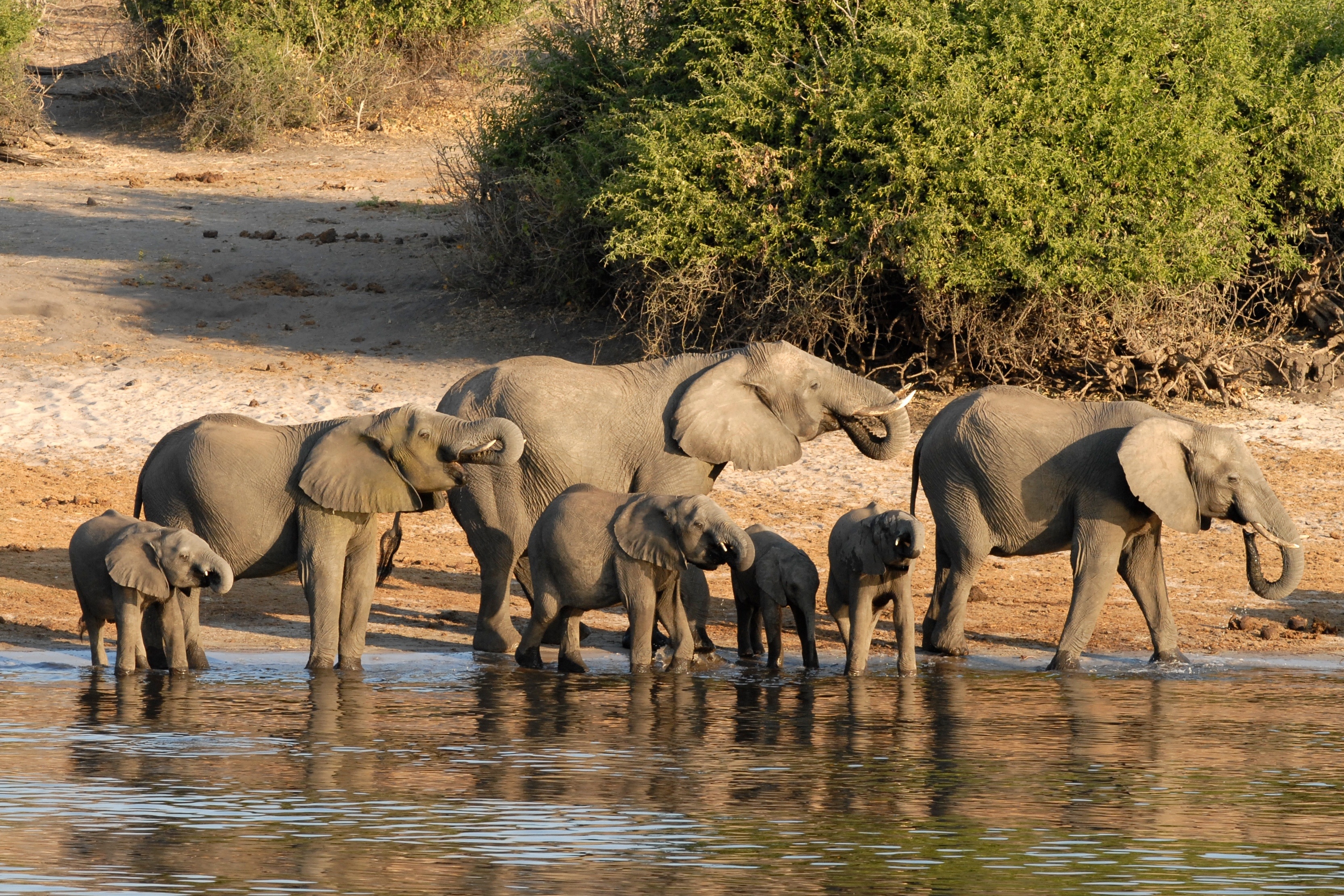 grey elephants on river at daytime