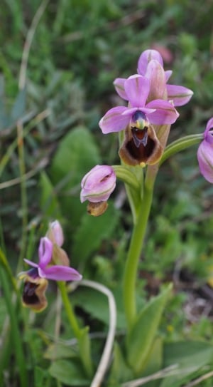 close up photo of purple orchids thumbnail