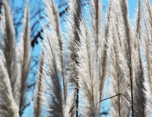 closeup photo of white fountain grasses thumbnail