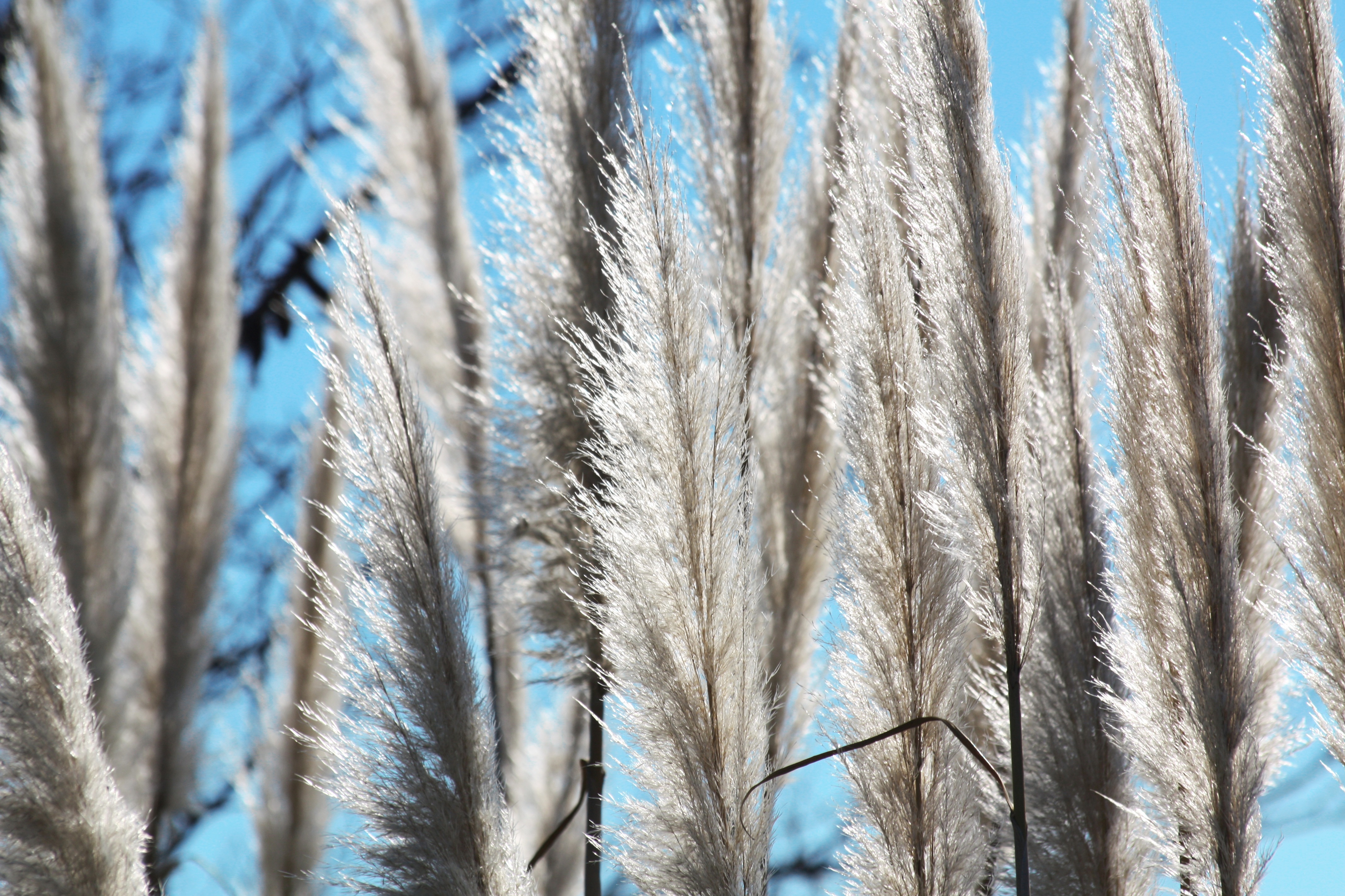 closeup photo of white fountain grasses