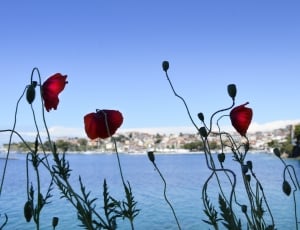 red petaled flower near body of water thumbnail