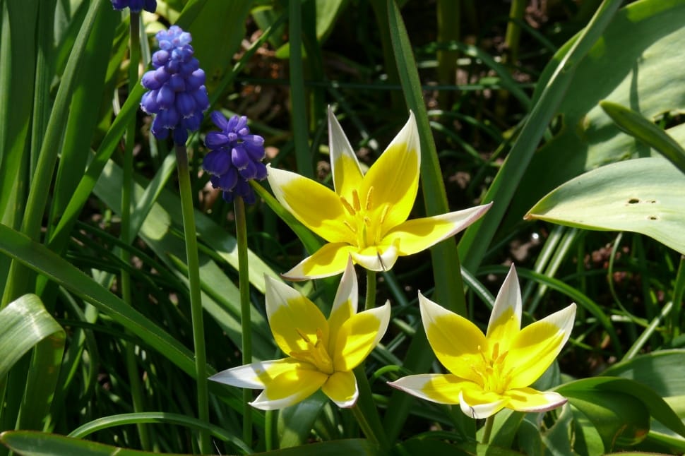 yellow and white lilies and purpel grape hyacinth preview
