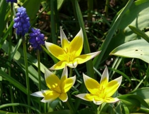 yellow and white lilies and purpel grape hyacinth thumbnail