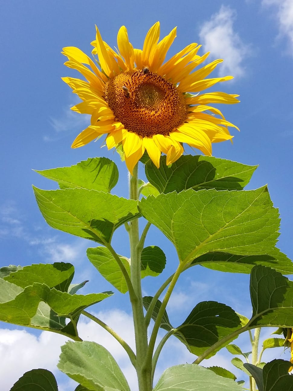 golden yellow sunflower fllower preview
