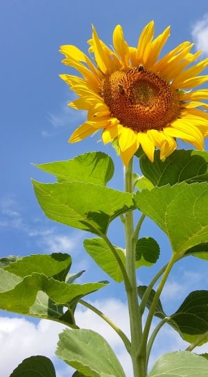 golden yellow sunflower fllower thumbnail