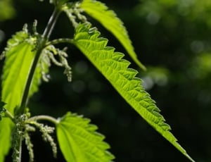 green leaved herbal plant thumbnail