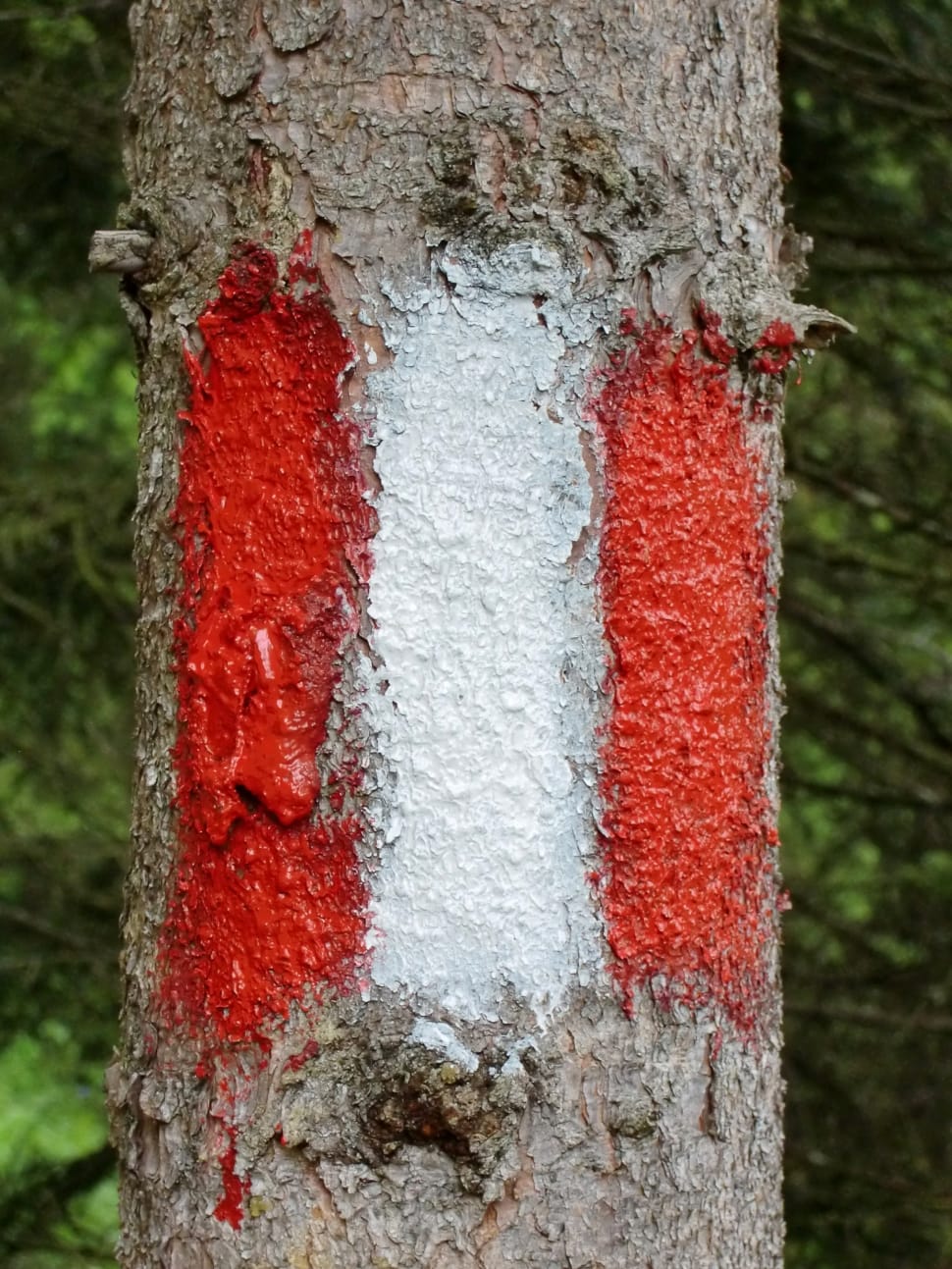 red and white paint preview