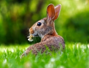 brown and black rabbit on green grass thumbnail