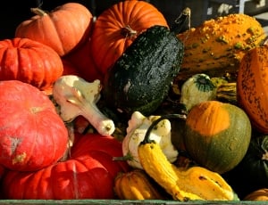 pumpkins and squash thumbnail