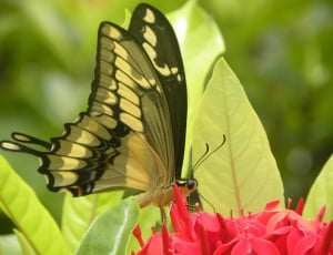 neon green and black butterfly thumbnail