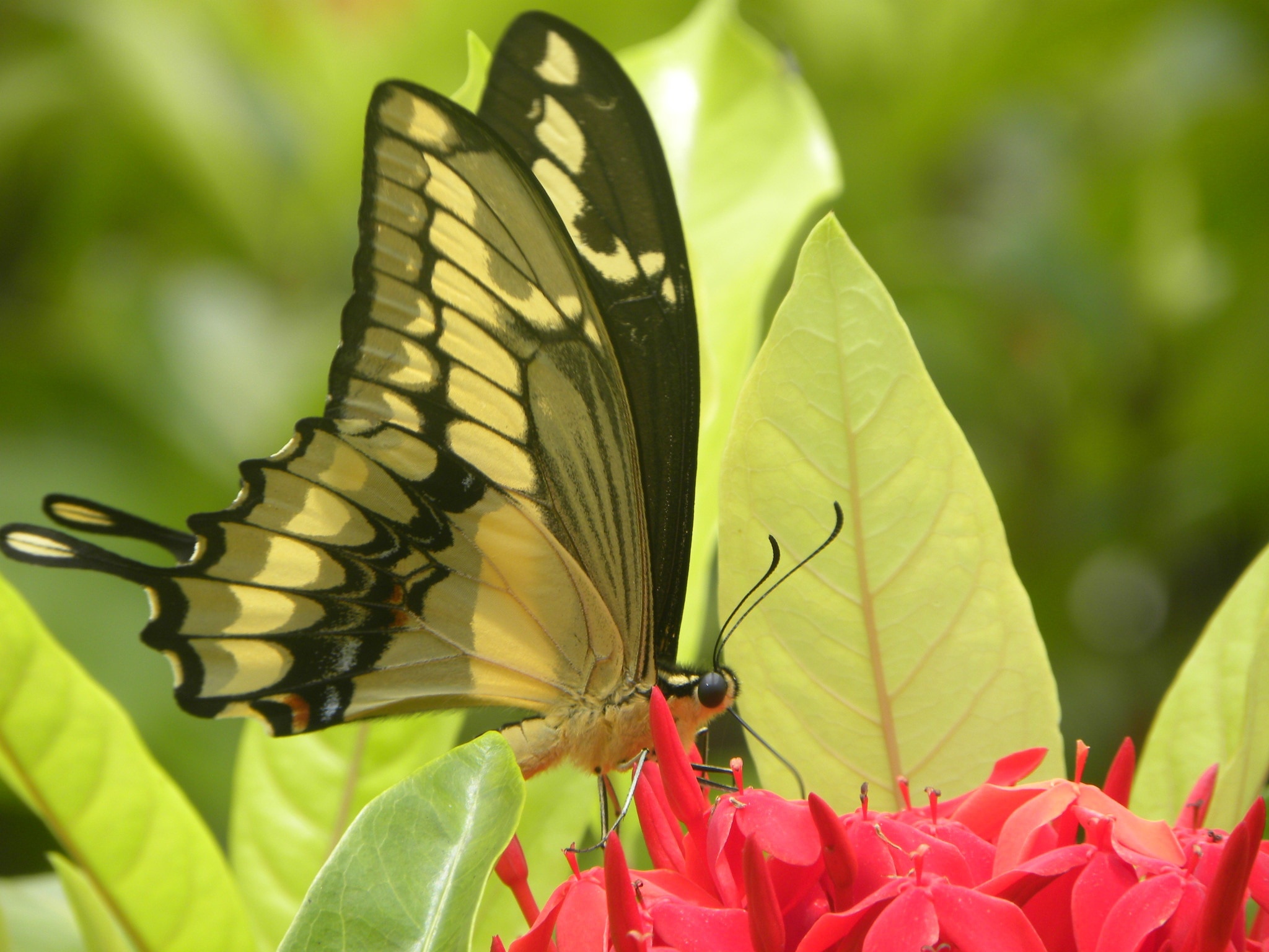 neon green and black butterfly